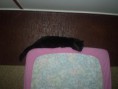 /album/mijn-huisdiertjes/img760639470-kopie-kopie-kopie-jpeg/